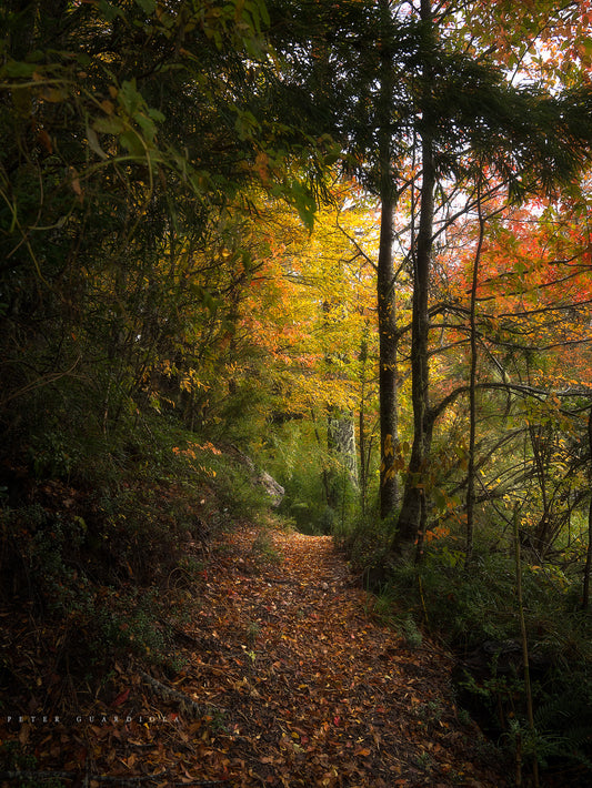 Nature's Lifelines