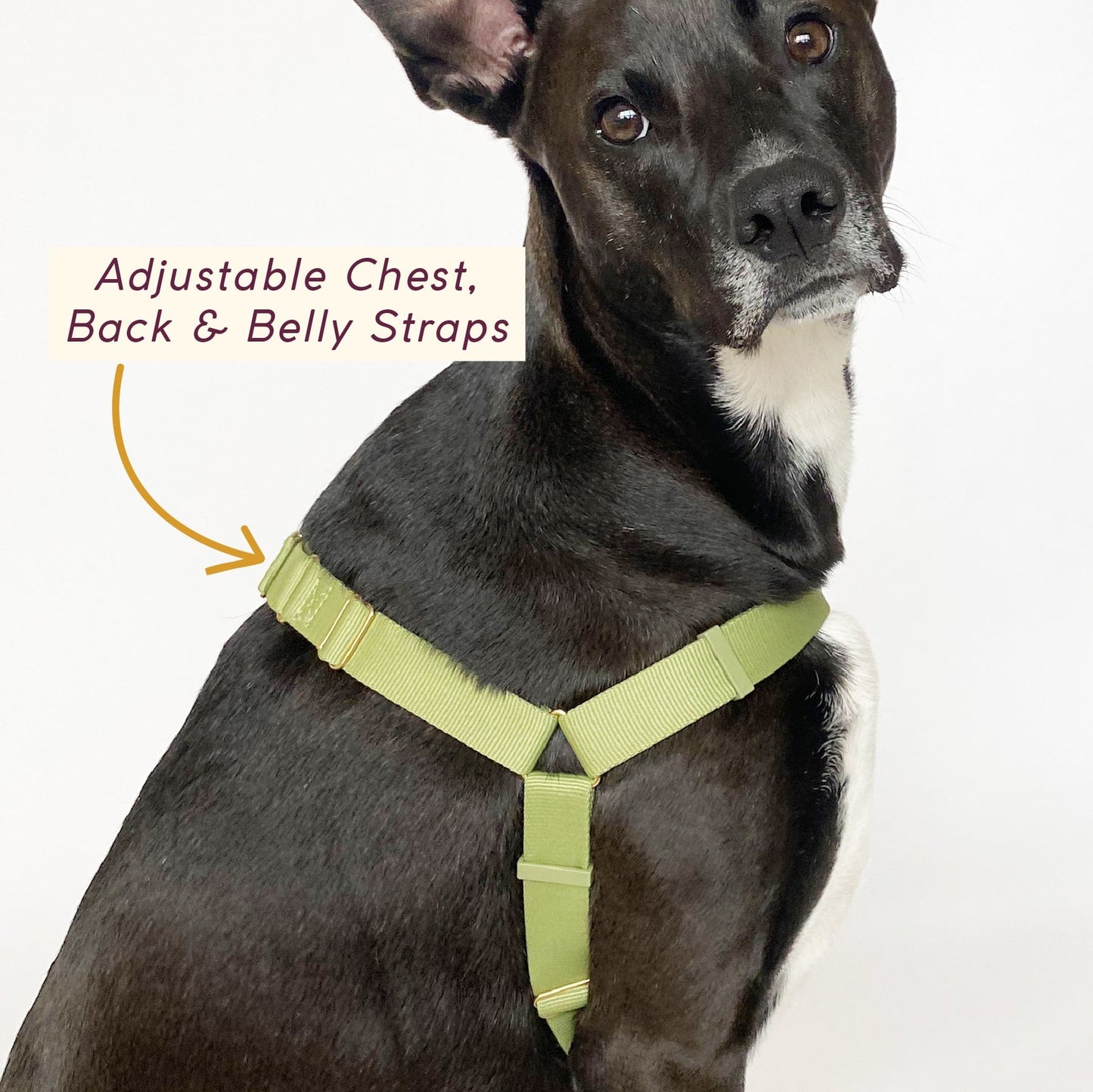 Roam Harness