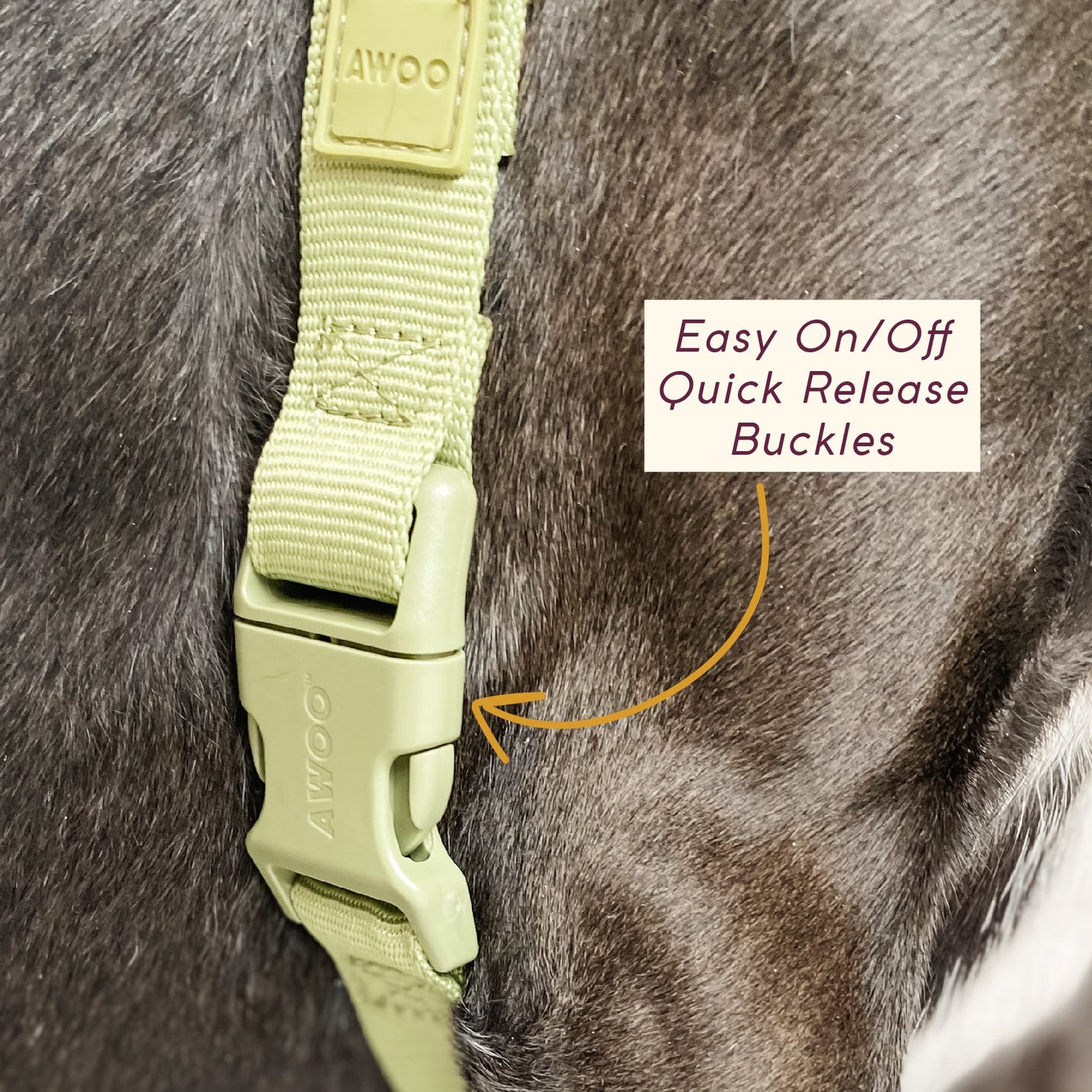 Roam Harness