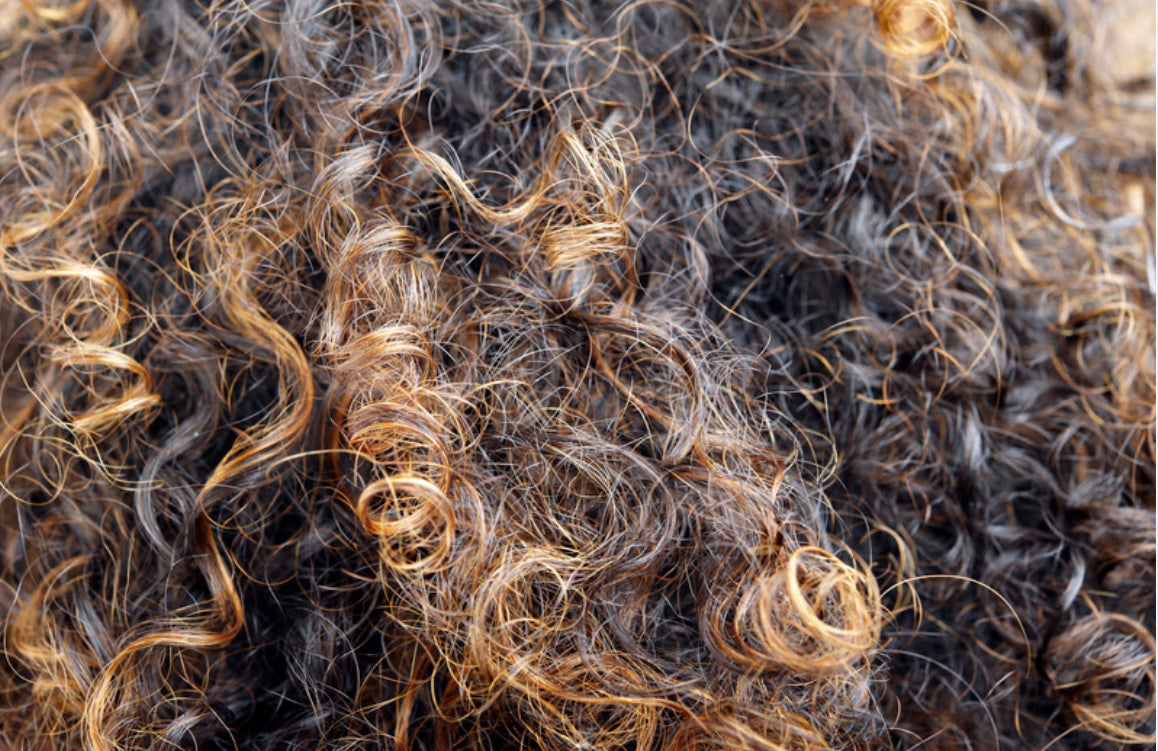 Aloe Vera Hair + Body Oil