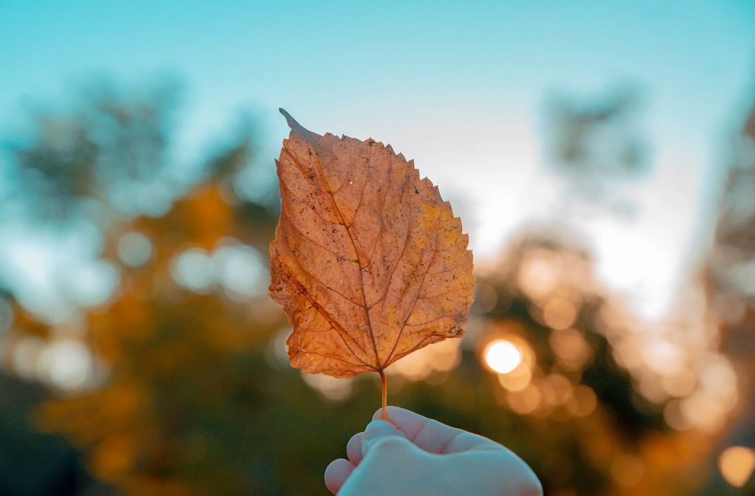 Green Your Autumn: 5 Eco-Friendly Fall Tips For Enjoying The Fall Outdoors | Verte Mode