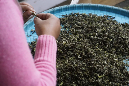 DARJEELING FIRST FLUSH BLACK TEA